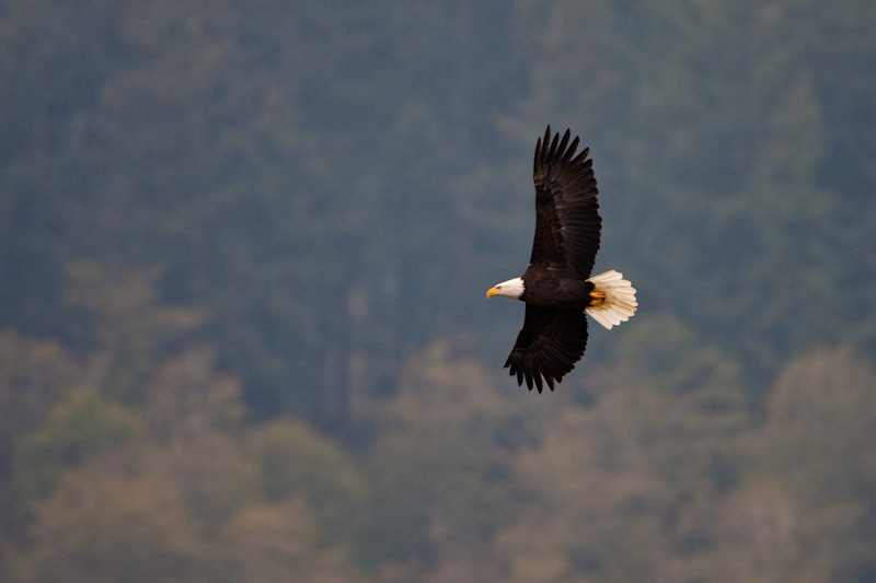 Bald Eagle In Flight